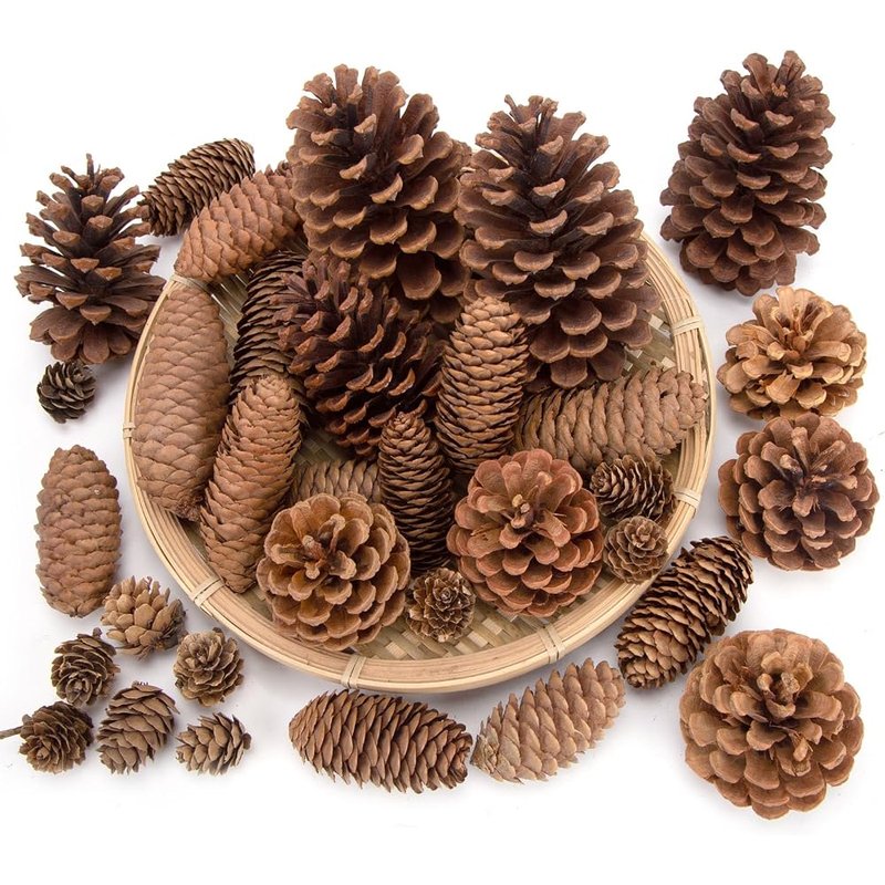 Large natural pinecones, 50 pieces