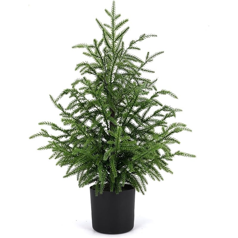 Potted Norfolk pine tree, 2 ft